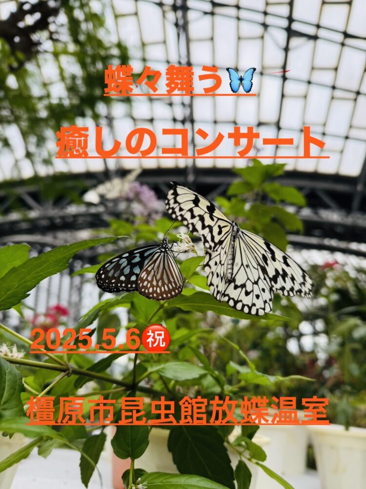 「蝶々舞う」癒しのコンサート